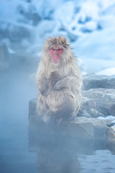 Snow monkey Macaque Onsen — Stock Photo, Image