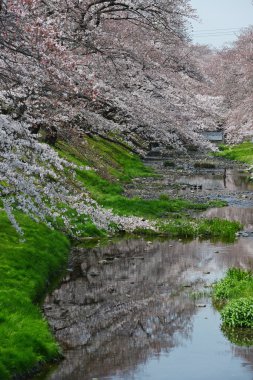 tachikawa tokyo yakınındaki kiraz çiçeği