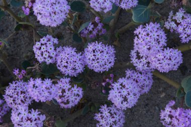 Ölüm Vadisi kır çiçeği süper bloom