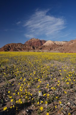 Ölüm Vadisi kır çiçeği süper bloom