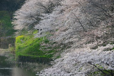 Tokyo'dan Sakura çiçek şube