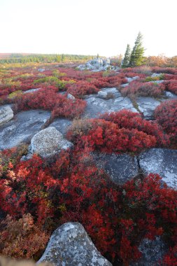 Batı viginia Alp sonbahar