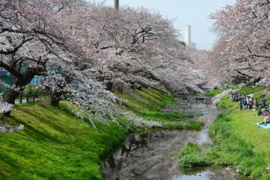 Sakura tokyo yakınlarında