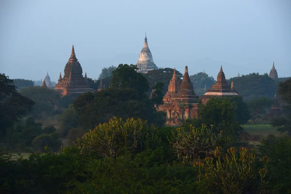 Pagode Veld Bagan Myanmar Ochtend — Stockfoto