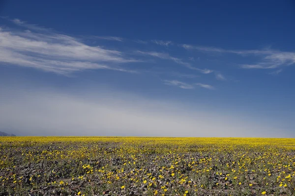 Дикие Цветы Долины Смерти Супер Цветение — стоковое фото