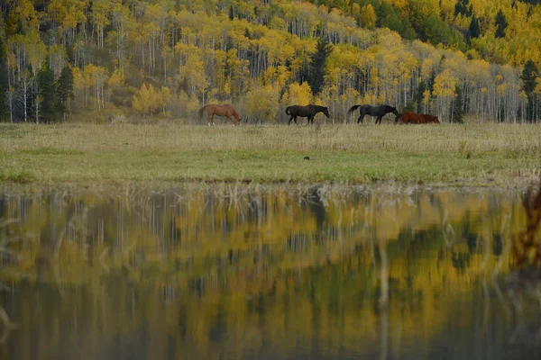 Häst Med Höstfärg Teton Village — Stockfoto