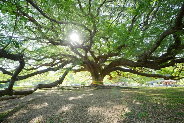 Gran Árbol Tailandia Con Rama —  Fotos de Stock