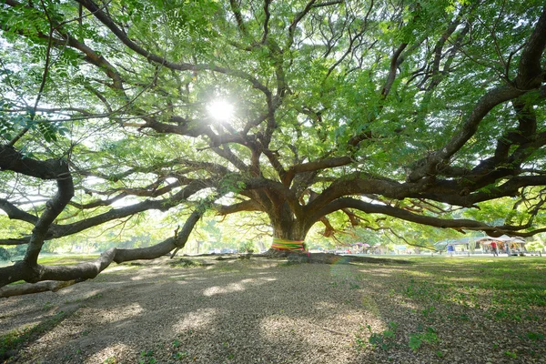 Grote Boom Thailand Met Tak — Stockfoto