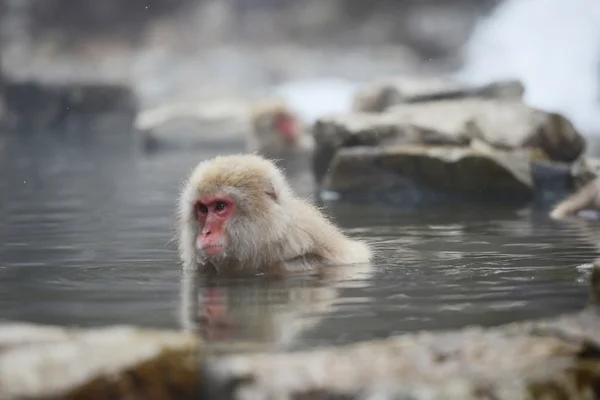 Singe Des Neiges Avec Des Sources Chaudes Nagano — Photo