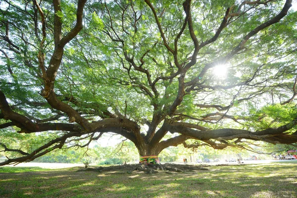 Gran Árbol Tailandia Con Rama —  Fotos de Stock