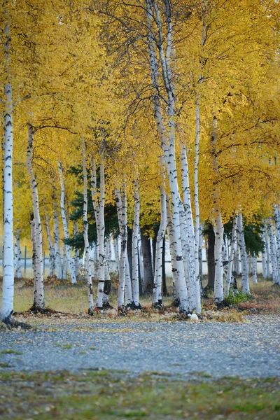 Herbst Farbe Der Espe Baum Alaska — Stockfoto