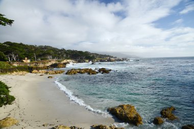 kıyı yalnız ağacı