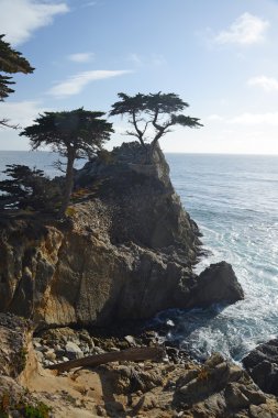 kıyı yalnız ağacı