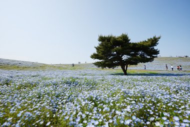 nemophila çiçekler içinde Japonya
