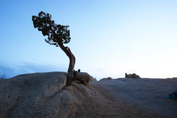 lone tree in desert