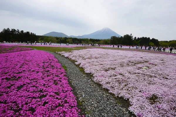 Musgo Rosa Festival Fuji —  Fotos de Stock