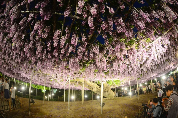Wisteria Flores Japón Con Iluminación —  Fotos de Stock
