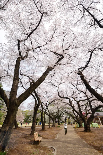 Flor Cereja Shinjuku Parque Tokyo — Fotografia de Stock