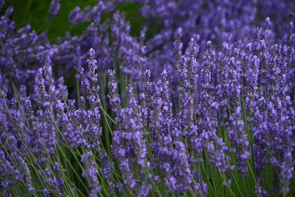 Campo de lavanda — Fotografia de Stock