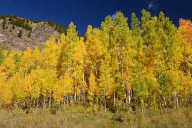 Sarı aspen