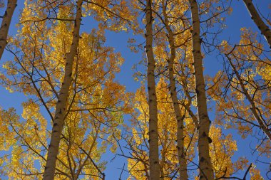 Sarı aspen