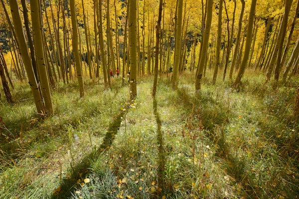 Yellow aspen — Stock Photo, Image