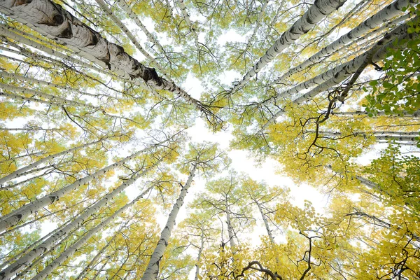 Őszi aspen fa — Stock Fotó