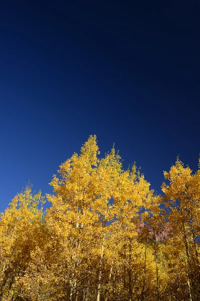 Álamo amarelo — Fotografia de Stock