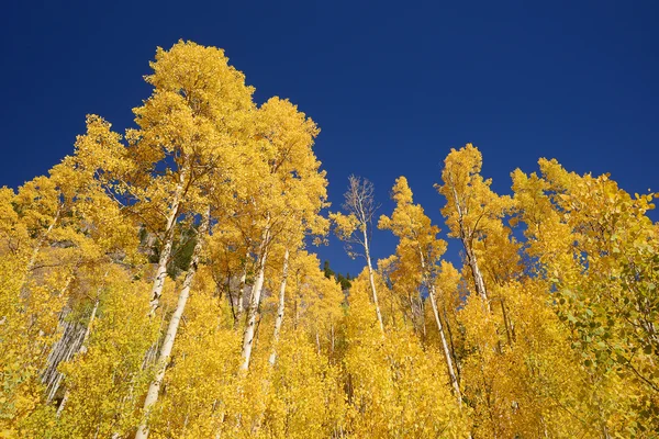 Yellow aspen — Stock Photo, Image