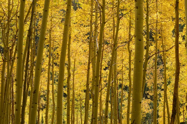 Álamo amarelo — Fotografia de Stock