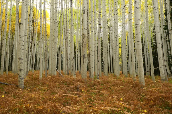Sarı aspen — Stok fotoğraf