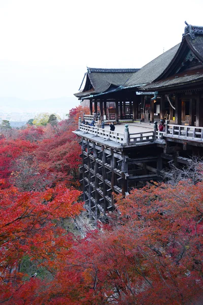 Jesienne liście w kyoto — Zdjęcie stockowe