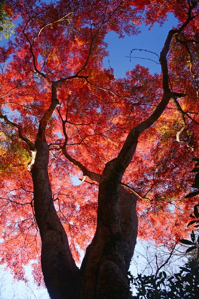 Maple in kyoto — Stock Photo, Image