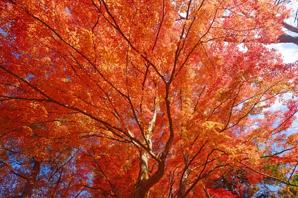 Arce en kyoto —  Fotos de Stock