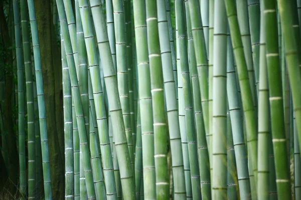 Bambu — Fotografia de Stock