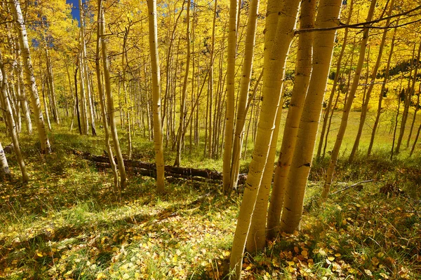 Aspen árvore no outono — Fotografia de Stock