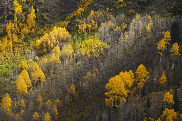 Herfst aspen bomen — Stockfoto