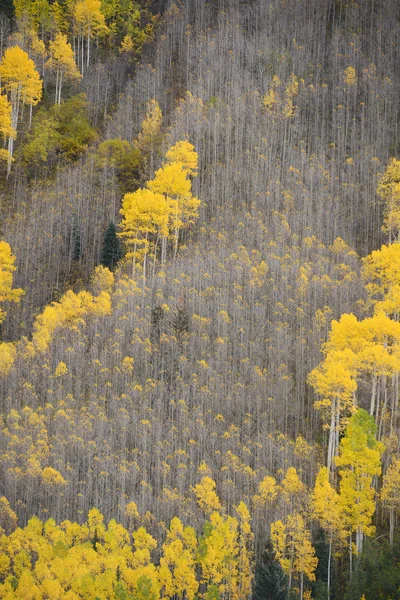 Autumn aspen tree — Stock Photo, Image