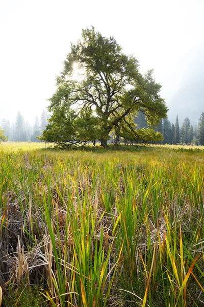 Albero di olmo — Foto Stock