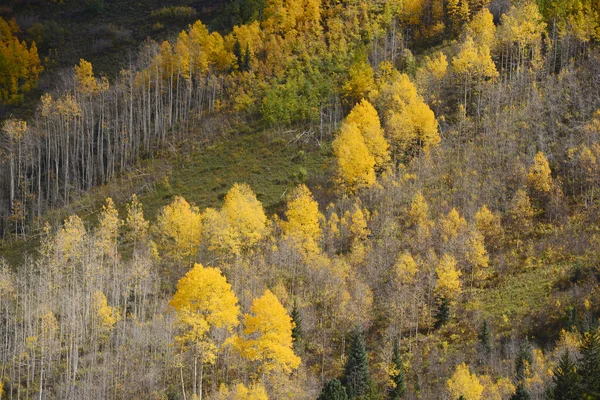 Herfst aspen bomen — Stockfoto