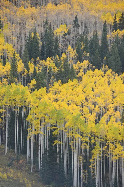 Aspen árvore outono — Fotografia de Stock