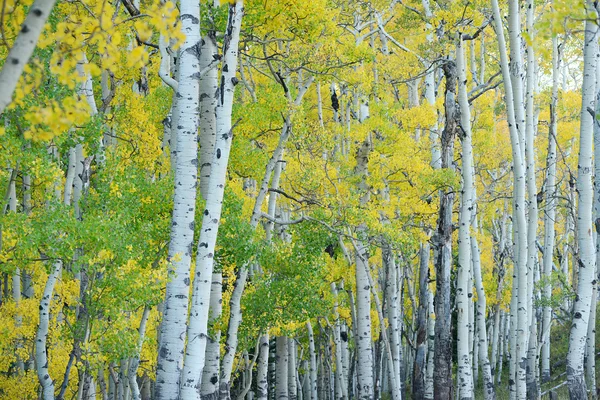 Autumn aspen tree — Stock Photo, Image