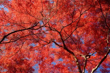 akçaağaç Kyoto