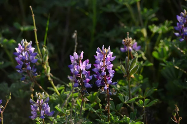 Fleur de lupin — Photo