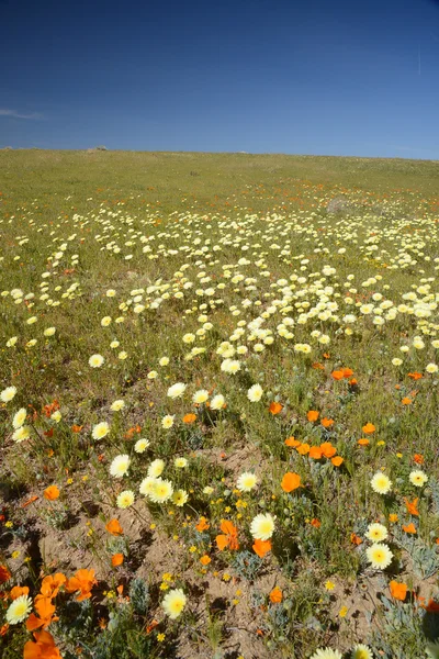 Flor en california —  Fotos de Stock