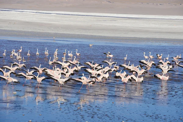 Flamingo in bolivia — Stock Photo, Image