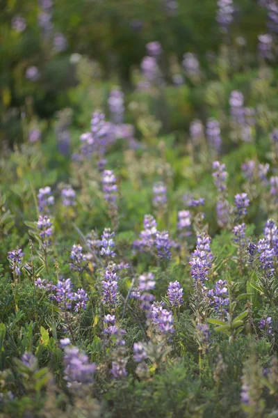 Lupinenblüte — Stockfoto