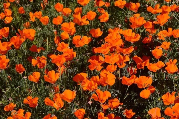 Kalifornischer Mohn — Stockfoto