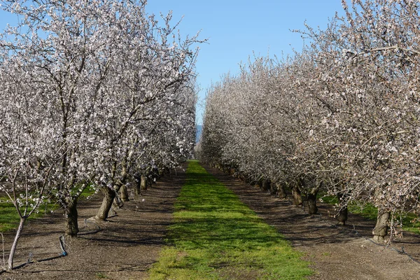 Almond blooming — Stock Photo, Image