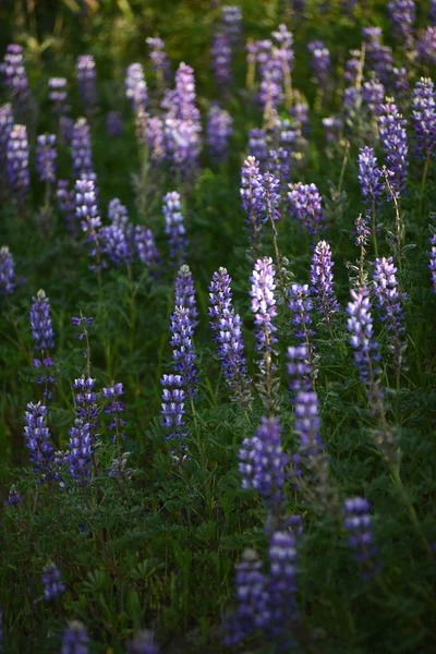 Lupine bloem — Stockfoto